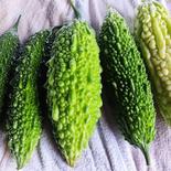 ✨ゴーヤと旬のお野菜1～2品のセット✨ ゴーヤと旬のお野菜1～2品 果物や野菜などのお取り寄せ宅配食材通販産地直送アウル