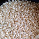 【無農薬】小分け【コシヒカリ 玄米 0.9ｋｇ×24】令和5年産・有機質肥料のみで栽培 21.6ｋｇ（0.9ｋｇ×24） 果物や野菜などのお取り寄せ宅配食材通販産地直送アウル