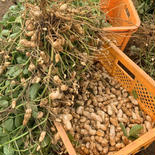 《S間様用》生落花生（おおまさり）3kg＋キタアカリ5kg 3kg＋5kg＝8kg 果物や野菜などのお取り寄せ宅配食材通販産地直送アウル