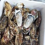 旬到来！　バラ牡蠣 　7kg 45から55個くらい　生食可　　【飲食店向け】【アウルの日】 バラ牡蠣　7kg  果物や野菜などのお取り寄せ宅配食材通販産地直送アウル