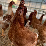 昔ながらの放し飼いでのびのび育った純国産赤鶏もみじのたまご《12個》 12個入り/2P 果物や野菜などのお取り寄せ宅配食材通販産地直送アウル