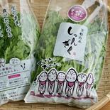 京都府産　生のままサラダで美味しい春菊 １袋（150g）×20袋 果物や野菜などのお取り寄せ宅配食材通販産地直送アウル