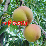 つきかがみ3kg 3kg箱（11玉もしくは12玉入り） 果物や野菜などのお取り寄せ宅配食材通販産地直送アウル