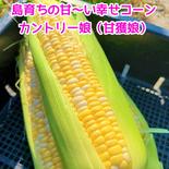 甘々娘の妹分！！島育ちのとうもろこし カントリー娘 10本入り　２箱セット 10本入り２箱セット 果物や野菜などのお取り寄せ宅配食材通販産地直送アウル