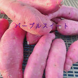 らるふるのさつまいも〈パープルスイート〉（サイズいろいろ）約5kg 約5kg 果物や野菜などのお取り寄せ宅配食材通販産地直送アウル