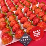 これからが旬！30玉2パック！夏秋いちご　青森県産　すずあかね　苺　夏いちご 30玉2パック 果物や野菜などのお取り寄せ宅配食材通販産地直送アウル