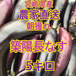 宮崎県産なす5キロ 5キロ 果物や野菜などのお取り寄せ宅配食材通販産地直送アウル