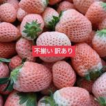 【アウルの日】まとめ買い！淡路島産白苺 淡雪アイランドベリー 訳ありたっぷり3kg  いちごイチゴストロベリーstrawberry 約3kg 果物や野菜などのお取り寄せ宅配食材通販産地直送アウル