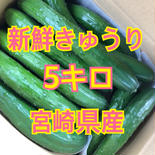 新鮮　きゅうり　宮崎県産 5キロ 果物や野菜などのお取り寄せ宅配食材通販産地直送アウル