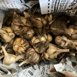 自然栽培！土中完熟にんにく1kg 1kg 果物や野菜などのお取り寄せ宅配食材通販産地直送アウル