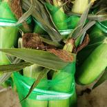 朝採りトウモロコシ2L 果物や野菜などのお取り寄せ宅配食材通販産地直送アウル