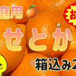 ▲本州、四国、九州のみ発送可▲ 愛媛産　※せとか※2.0kg 2.0kg 果物や野菜などのお取り寄せ宅配食材通販産地直送アウル