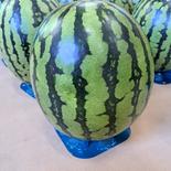 山形県産　金色羅皇　すいか　2Lサイズ　　家庭用 6.8～8㎏ 果物や野菜などのお取り寄せ宅配食材通販産地直送アウル