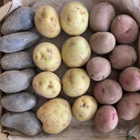 赤。紫。黄のカラフル新じゃがセット 約1.３kg 果物や野菜などのお取り寄せ宅配食材通販産地直送アウル