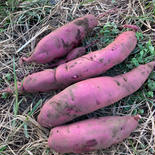 EM栽培 さつまいも2種詰合せ 4kg以上5kg未満 果物や野菜などのお取り寄せ宅配食材通販産地直送アウル