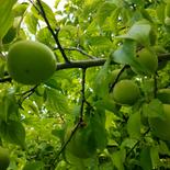 梅★3ｋｇ　かんたん梅干しレシピつき　2022年 梅3ｋｇ 果物や野菜などのお取り寄せ宅配食材通販産地直送アウル