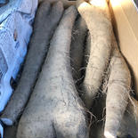お買い得！！北海道石狩産長いもMサイズ10kg 10kg 果物や野菜などのお取り寄せ宅配食材通販産地直送アウル