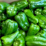 房総エリア収穫　朝どれピーマン　800g 800g 果物や野菜などのお取り寄せ宅配食材通販産地直送アウル
