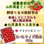 ★朝採り当日発送★美味しさにこだわる★樹上熟成栽培★肉厚濃厚大玉贅沢果実《やまがた紅王》 やまがた紅王2L-3L混合400g 果物や野菜などのお取り寄せ宅配食材通販産地直送アウル