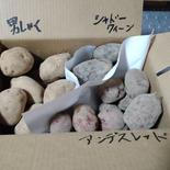 【アウルの日】3種全5kg可愛いじゃがいもたち 5kg 果物や野菜などのお取り寄せ宅配食材通販産地直送アウル