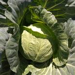 群馬県嬬恋産　キャベツ2玉　※2025/7/26～27発送 2玉 果物や野菜などのお取り寄せ宅配食材通販産地直送アウル