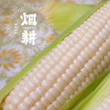 【お手軽お試しパック】鮮度こだわりの白とうもろこし「はたコーン」 5本入り(1本あたり400g前後) 果物や野菜などのお取り寄せ宅配食材通販産地直送アウル
