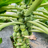 極甘！芽キャベツ2kg  農薬・化学肥料不使用 2kg 果物や野菜などのお取り寄せ宅配食材通販産地直送アウル
