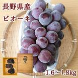 種無しピオーネ1.6～1.8kg　　【信州長野県産】※2025年先行予約※　10月より発送開始 1.6～1.8kg 果物や野菜などのお取り寄せ宅配食材通販産地直送アウル