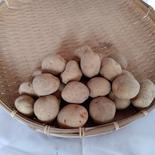 茨城産無農薬ミニキタアカリ19kg 19kg 果物や野菜などのお取り寄せ宅配食材通販産地直送アウル
