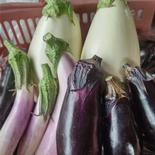 ｢訳あり｣ナスの5種セット♪80サイズ 常温　80サイズ 果物や野菜などのお取り寄せ宅配食材通販産地直送アウル