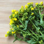 (5kg)そのままサラダで！[信州産] 甘い蜜香る野沢菜の花 5kg 果物や野菜などのお取り寄せ宅配食材通販産地直送アウル
