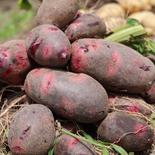 ﾗｽﾄ2🥔デストロイヤー　1.9kgくらい ﾃﾞｽﾄﾛｲﾔｰ🥔15個くらい〜 果物や野菜などのお取り寄せ宅配食材通販産地直送アウル