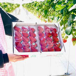 【贈答用】静岡県産いちご　紅ほっぺ　500g×2パック 500g×2ﾊﾟｯｸ 果物や野菜などのお取り寄せ宅配食材通販産地直送アウル