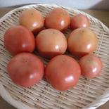 東春の色々お試しセット　トマト1㎏　どえらいトマトシリーズ詰め合わせ トマト　1㎏　ドライトマト　50g トマトパウダー　50g 果物や野菜などのお取り寄せ宅配食材通販産地直送アウル