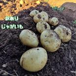 訳あり　じゃがいも　2種セット 約5kg 果物や野菜などのお取り寄せ宅配食材通販産地直送アウル