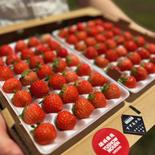 朝採れ当日発送！35玉6パック！夏秋いちご　青森県産　すずあかね　苺　夏いちご 35玉6パック 果物や野菜などのお取り寄せ宅配食材通販産地直送アウル