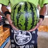 山形県産　すいか　羅皇ザ・スウィート　2Lサイズ　家庭用 スイカ　2Lサイズ　6.8～8㎏ 1玉 果物や野菜などのお取り寄せ宅配食材通販産地直送アウル