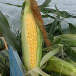 ゴールドラッシュ10本 5kg未満 果物や野菜などのお取り寄せ宅配食材通販産地直送アウル