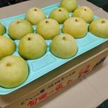 マルダイ大場農園の20世紀梨（贈答用）１段箱　約4.7ｋｇ（9～１4個） 約4.7ｋｇ 果物や野菜などのお取り寄せ宅配食材通販産地直送アウル