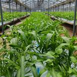 池畑農園の空芯菜 空芯菜1キロ 果物や野菜などのお取り寄せ宅配食材通販産地直送アウル