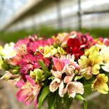 高原の元気なお花！アルストロメリア 60センチ位、30本位(15本×2束) 果物や野菜などのお取り寄せ宅配食材通販産地直送アウル