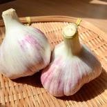 【期間限定！ピンク】北海道産フレッシュピンク生にんにく１㎏　＜農薬不使用自家栽培にんにく＞※7月31日受注分まで！ １㎏ 果物や野菜などのお取り寄せ宅配食材通販産地直送アウル