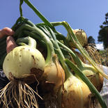 ついにスタート‼️新玉ネギ4.5kg🧅 4.5kg 果物や野菜などのお取り寄せ宅配食材通販産地直送アウル