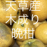 晩柑　家庭用　14kg  箱込14kg  果物や野菜などのお取り寄せ宅配食材通販産地直送アウル