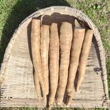 キャッサバ　mandioca yuca　黄色甘味種4.5Kg 4.5Kg 果物や野菜などのお取り寄せ宅配食材通販産地直送アウル