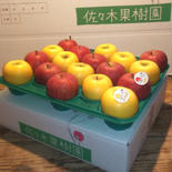 【訳あり品】サンふじ&シナノゴールド10kg箱 約10kg(24~40玉) 果物や野菜などのお取り寄せ宅配食材通販産地直送アウル