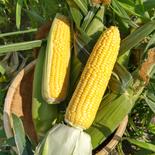 ゴールドラッシュ 8本～11本 果物や野菜などのお取り寄せ宅配食材通販産地直送アウル