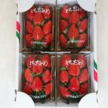 ３箱 酵素栽培の完熟とちおとめ❤️ A3　とちおとめ270g4パック✕３箱 果物や野菜などのお取り寄せ宅配食材通販産地直送アウル