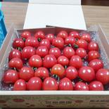 セレーナトマト 1.2kg 果物や野菜などのお取り寄せ宅配食材通販産地直送アウル