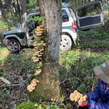 秋田県で一番　食べられている　沢モタシ、ナラタケ「塩漬け」300g 300g 果物や野菜などのお取り寄せ宅配食材通販産地直送アウル